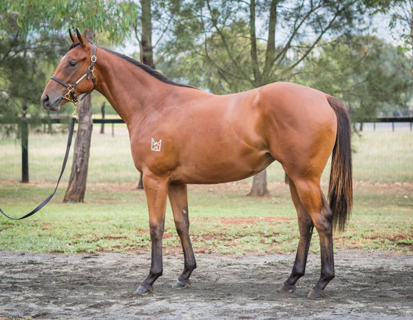 Like Clockwork was a $200,000 Inglis Classic purchase.