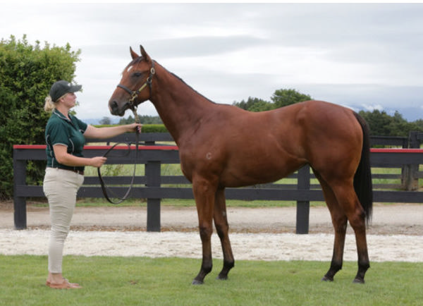 Lilac was a $300,000 Karaka Book 1 purchase.