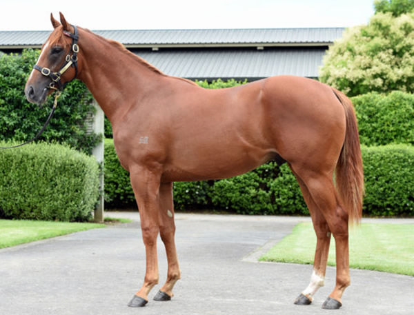 Linebacker was a $160,000 K1 purchase from Haunui Farm.