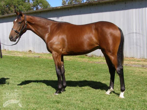 Liqueuro failed to make his $30,000 reserve at the Adelaide Magic Millions
