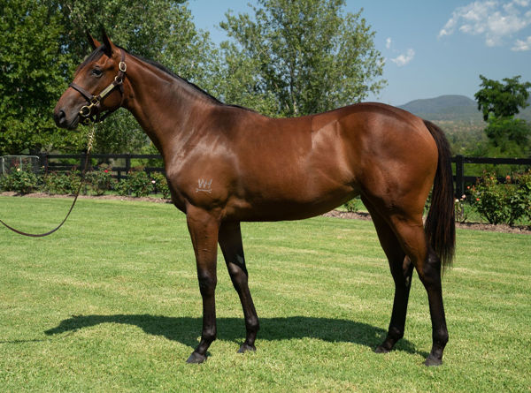 Literary Magnate a $135,000 Inglis Classic yearling