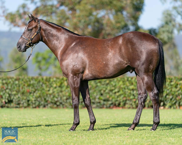 Little Brose a $200,000 Magic Millions yearling