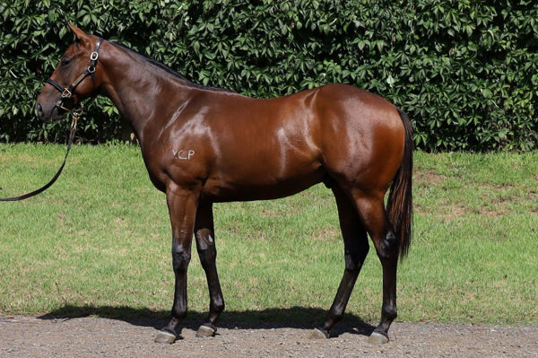 Little Paradise was a $270,000 Inglis Classic purchase.