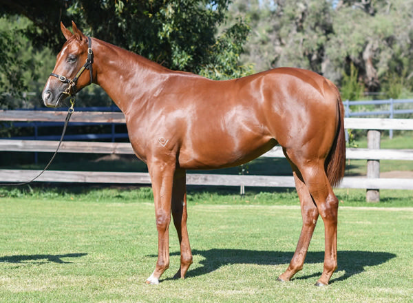 Live was a $500,000 Inglis Easter purchase.