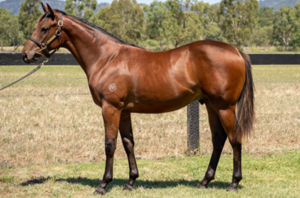 Livin' Thing was a $120,000 Inglis Classic purchase. 