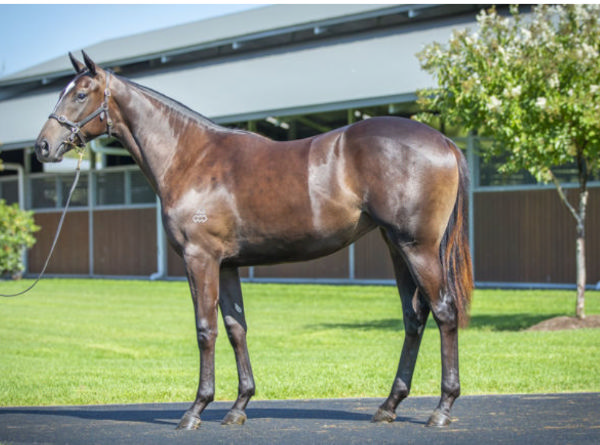 Love Poem was a $280,000 Inglis Easter purchase from Arrowfield Stud.