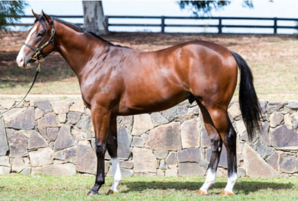 Lofty Arch was a $200,000 Inglis Easter purchase from Twin Hills Stud.