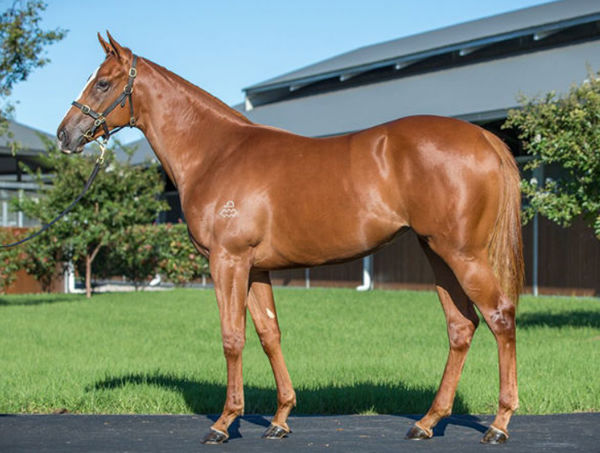 $900,000 Inglis Easter purchase Lomandra was the highest priced NASD filly sold in 2021. 