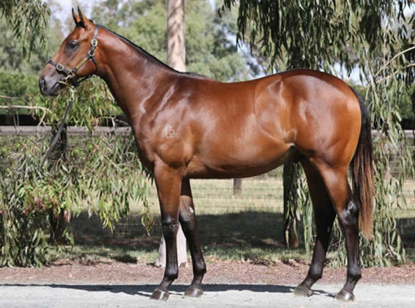 Bred and sold by Burnewang North, Lombardo as a yearling.