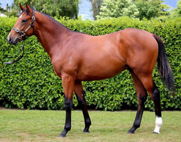 London Banker as a yearling.