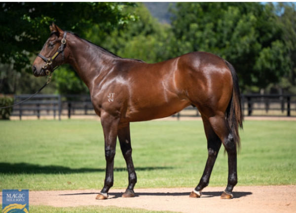 Lone Artist was a $400,000 Magic Millions purchase from Widden Stud.