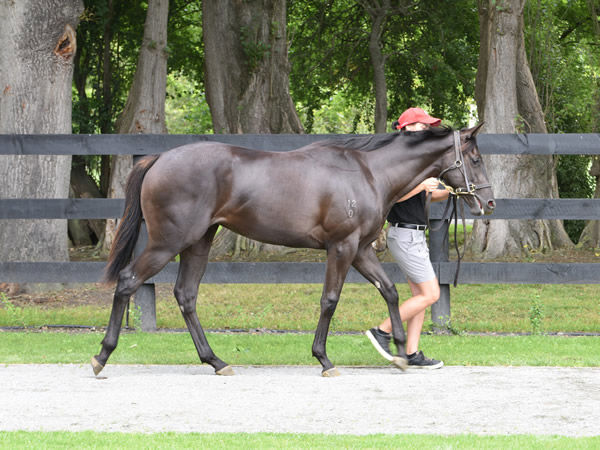 Lot 578 Lonhro filly from Shuffled.