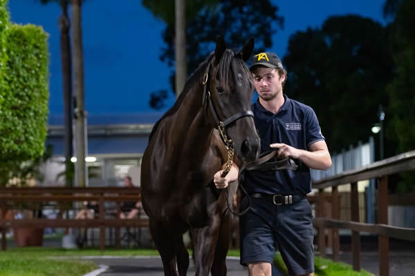 Sledding was the most expensive yearling by Lonhro sold in 2022. 