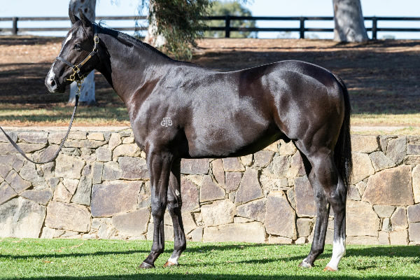 Lot 78 - one of only two colts in the sale by Lonhro