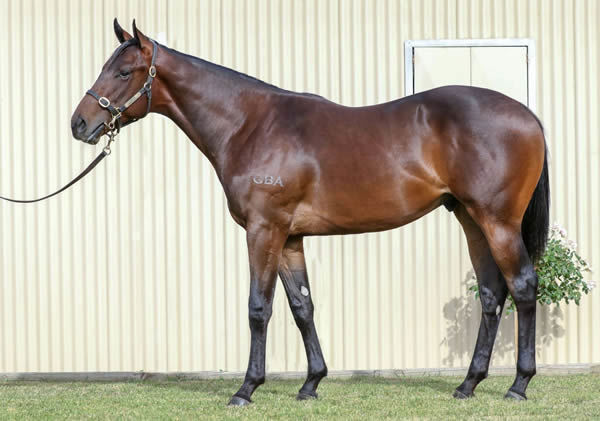 $160,000  Lonhro colt from Swift Chick