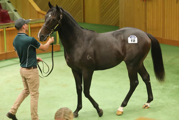 Lot 18 - Lonhro colt from Tiamo Grace.