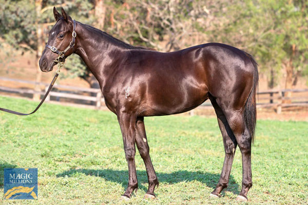 Willow Park will consign this Lonhro half-brother to Tahitian Dancer at the Magic Millions