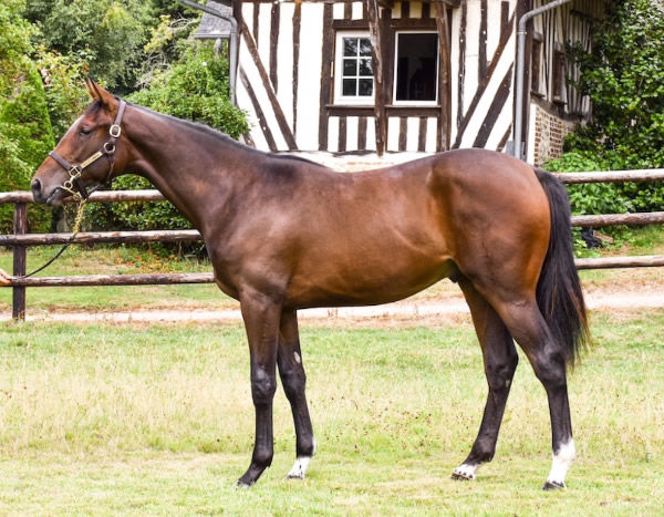 Look de Vega was purchased for 160,000 euros at Arqana Deauville August.