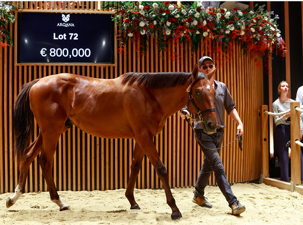 Image Zuzana Lupa - Arqana 