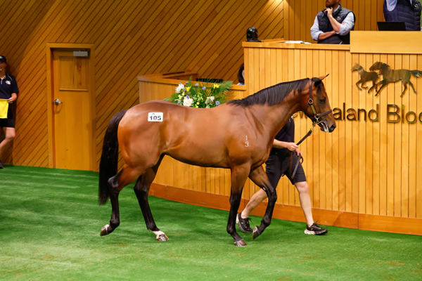 Lot 105, a colt by Satono Aladdin, was purchased by Mainland Chinese owner Mr Sanxiong Gao Photo: Angelique Bridson