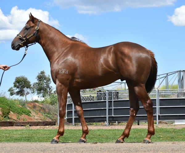 Lot 121 - click to watch him breeze.