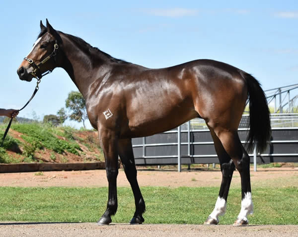 Lot 128 - click to watch him breeze.