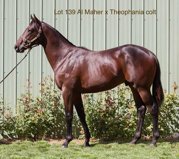 Al Maher colt from Theophania