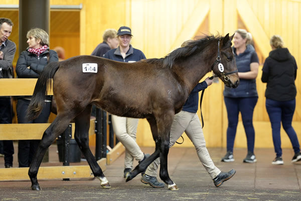  Lot 144, a colt by Per Incanto out of She’s Apples Photo: Trish Dunell