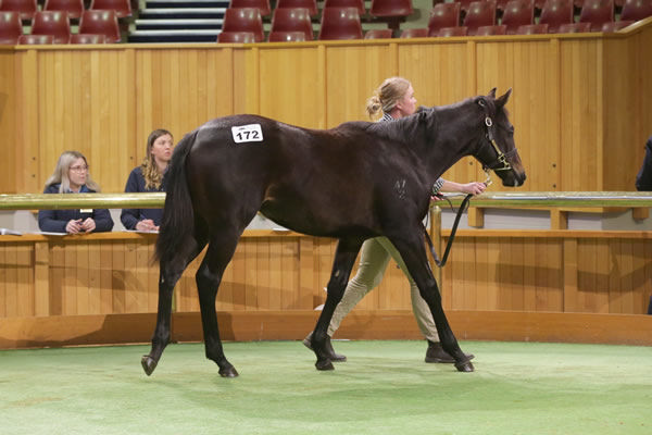 Lot 172, an Ardrossan filly out of Ticket To Ride Photo: Trish Dunell