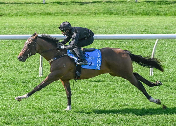 Toronado (IRE) colt from Baccarat Baby.
