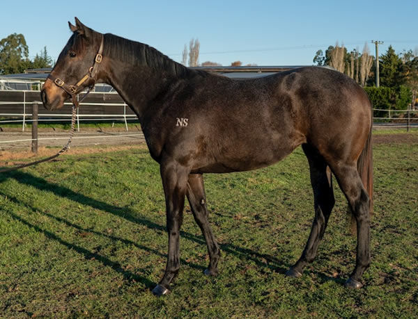 Reliable Man filly from Lady Zafira