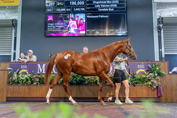 Peter and Luke Fernie Go To $190,000 to Secure Lot 207: Gingerbread Man x Lady Valorem Colt