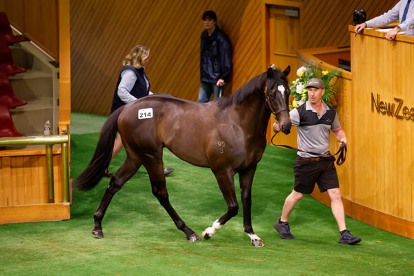 Lot 214, a colt by Per Incanto, topped Day One of the New Zealand Bloodstock Ready To Run Sale Photo: Angelique Bridson