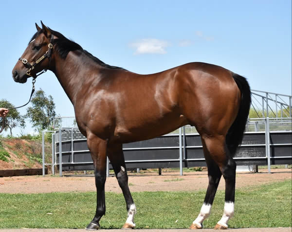 Lot 23 - click to watch him breeze.