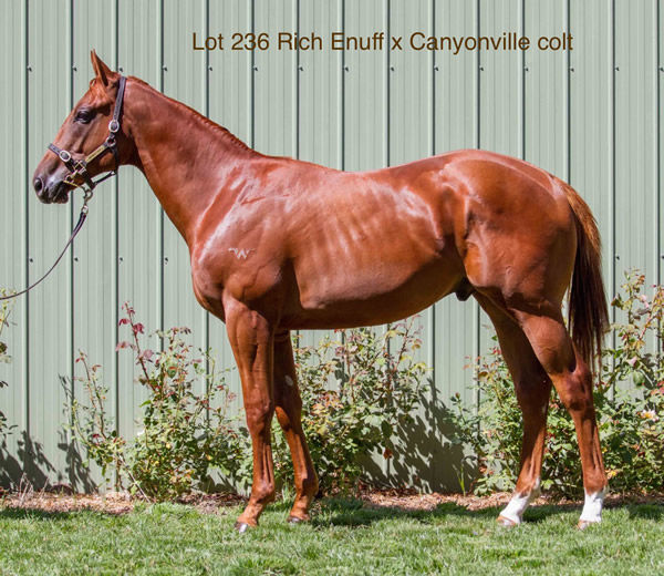 Rich Enuff colt from Canyonville