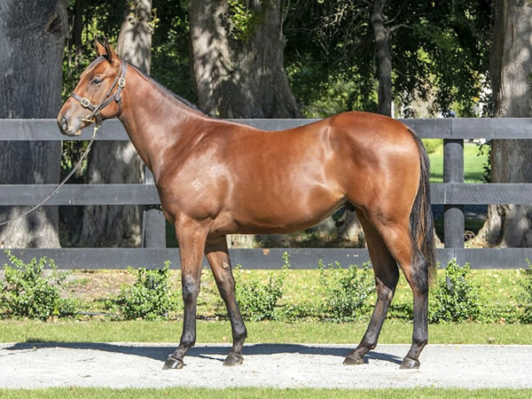 Lot 24 - Super Seth colt half-brother to Zigwig.