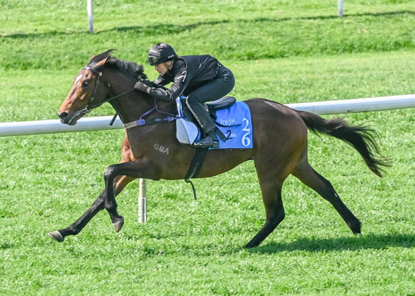 Lot 26 - Stay Inside colt from Gust of Wind 