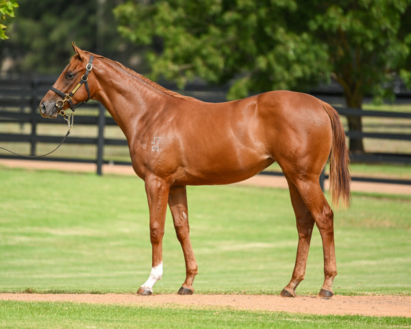 Daysee Inglis Easter Day Two Hot Lots | Breednet