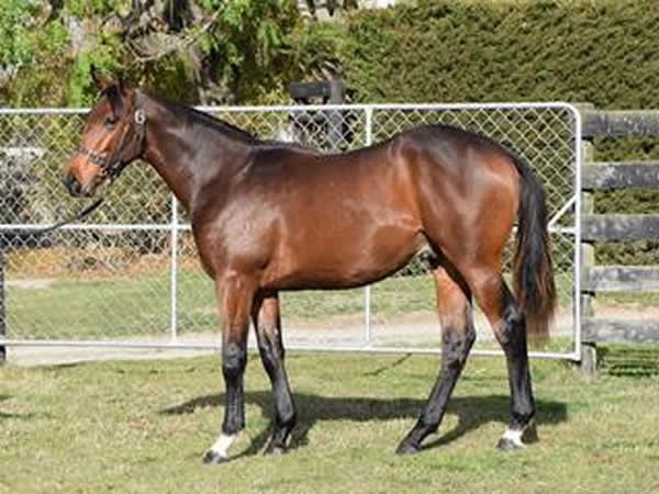 Lot 36 (Highly Recommended x Vannista Belle), a close relation to Melody Belle.
