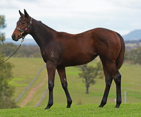 Lot 362 Acrobat filly from Combative, click to see her page.