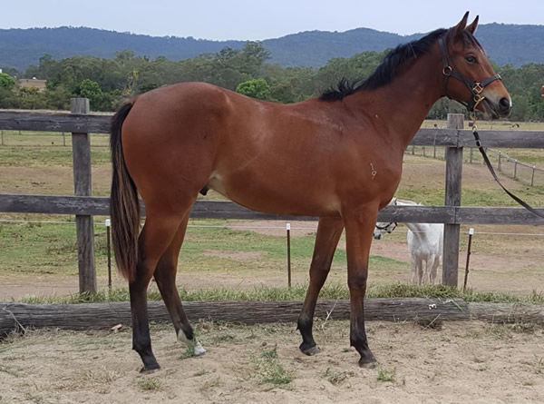 Lot 39 - yearling colt by Wandjina , click for more information.