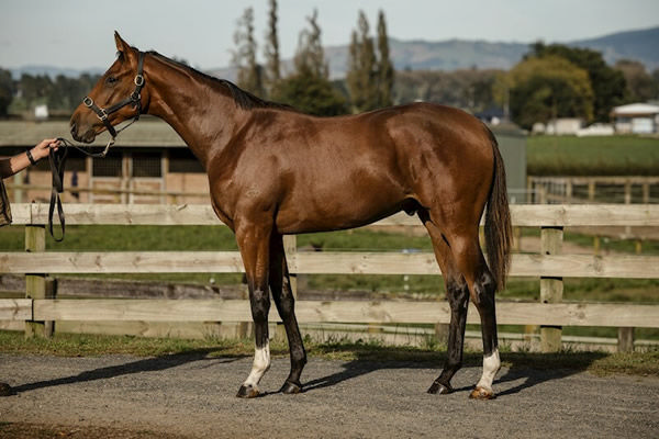 Lot 4 - a Castelvecchio colt related to Winx.