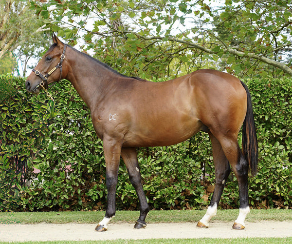 Newhaven Park Will Offer The Star Witness Half-Brother To Streisand As Lot 458 At Inglis Premier