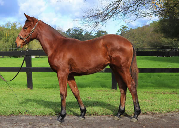 Lot 5 - Click to watch her walk 