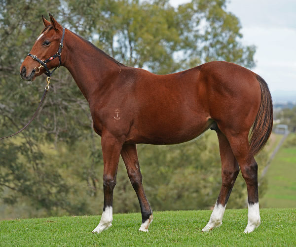 Lot 5, Tassort colt from Ice Baby, click to see his page.