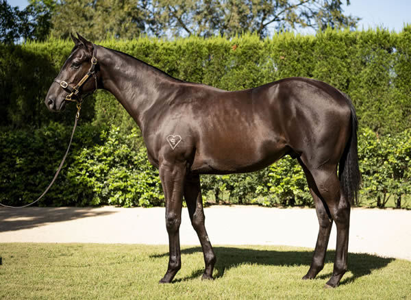 Lot 561 - the full brother to Hot King Prawn, click to see his page.