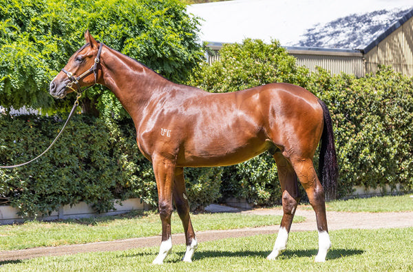 Freedom Flame's The Autumn Sun Half-Brother Sold At This Years Magic Millions For $200,000