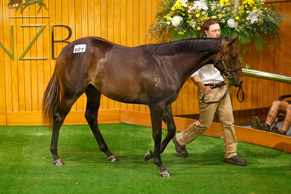 Lot 601, a filly by Embellish sold for $200,000 at Karaka on Tuesday Photo: Angelique Bridson