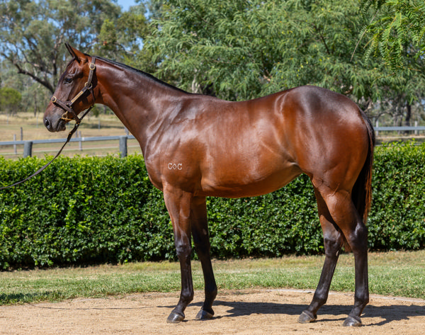 Big Sky's Spirit Of Boom Half-Sister Sells As Lot 607 in Eureka Stud's Inglis Classic Draft