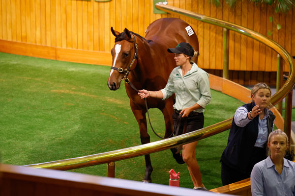 A Sword Of State filly out of Tina Again fetched $170,000 to the bid of Roger James and Robert Wellwood Photo: Angelique Bridson